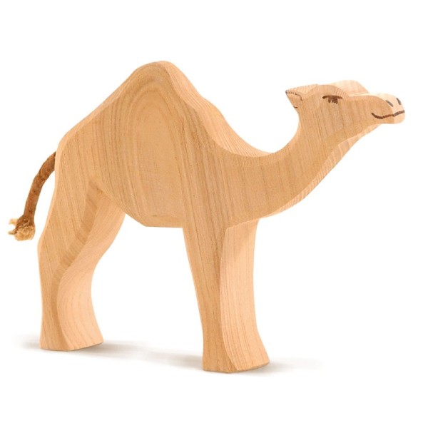 Dromedary