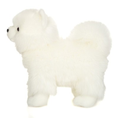 Dwarf Spitz white standing 35 cm