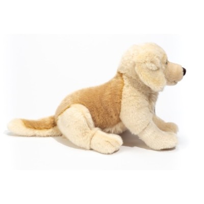 Golden Retriever sitting 30 cm