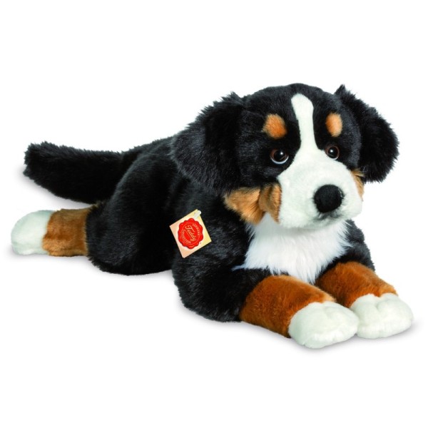 Bernese Mountain Dog lying 60 cm