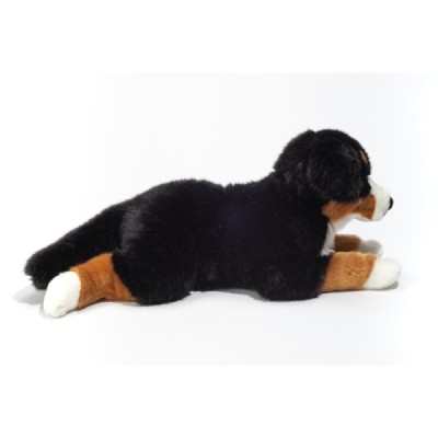 Bernese Mountain Dog lying 60 cm