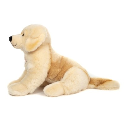 Golden Retriever sitting 50 cm