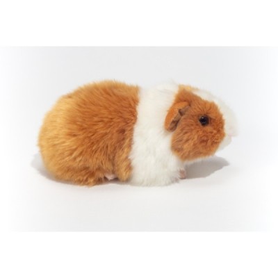 Guinea pig gold/white 20 cm